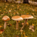 4P0A4687.jpg